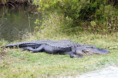 Alligators Of The Everglades Southern Florida Visions Of Travel