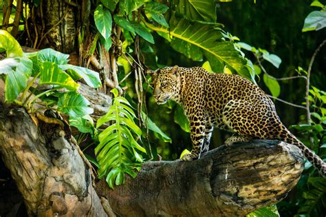 Jaguars In The Rainforest