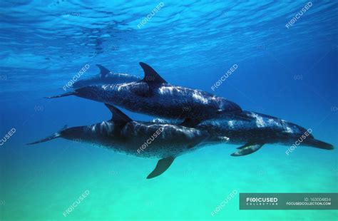 Atlantic Spotted Dolphins — Ecosystem Eco Stock Photo 163004834