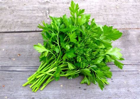 How to select, store and use. How Do You Store Cilantro and Keep it Fresh Long Term? | Kitchen Lily