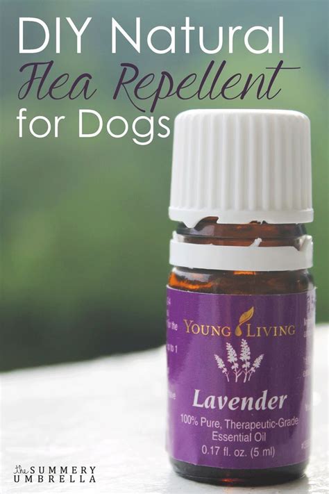 Diy Natural Flea Repellent For Dogs Essential Oils For Fleas Flea