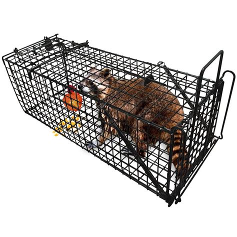 Best Raccoon Traps Reviewed And Rated For Quality Thegearhunt