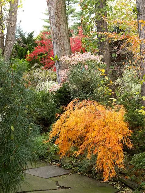 Landscaping With Shrubs Bringing Shape And Color Into The Garden