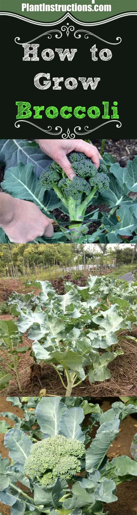 How To Grow Broccoli From Seeds Growing Broccoli Broccoli Plant