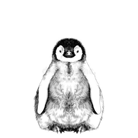Baby Penguin Sketch Baby Penguin Small And Cute Is In Full Growth Is