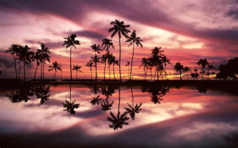 Beautiful Sunset With Palm Trees Photos
