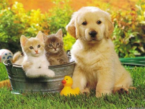 Cute Summer Animals Desktop Wallpapers Top Free Cute Summer Animals