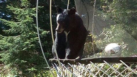 Bear Plays On Trampoline In Coquitlam Bc Cbc News