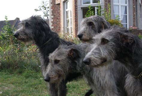 We have puppies available occasionally by reservation. Irish Wolfhounds | Wolfhound, Irish dog, Irish wolfhound