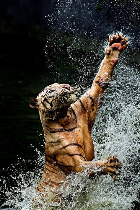 Tiger Jumping In River Ragunan By Toni
