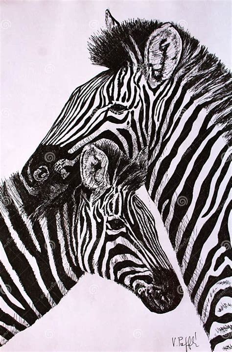 Pen Drawing Zebra With Her Yongster Stock Illustration Illustration