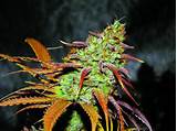 Best Marijuana Buds Pictures Pictures