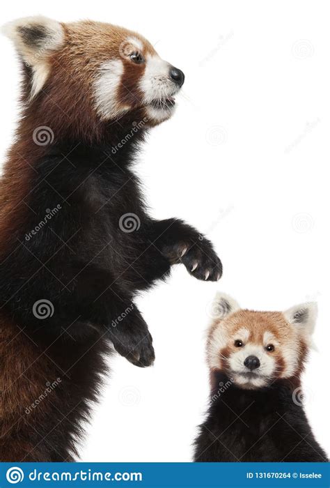 Old Red Pandas Or Shining Cats Ailurus Fulgens 10 Years Old Stock