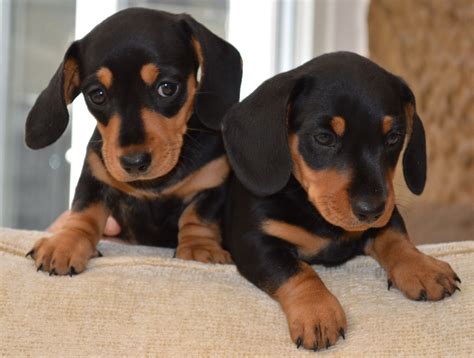 Dachshund Dog Information Interesting Facts And Historical Background
