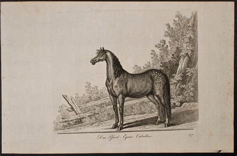 Martin elias ridinger <augsburg> drucker. Horse by Johann Elias & Martin Elias Ridinger: Augsburg ...