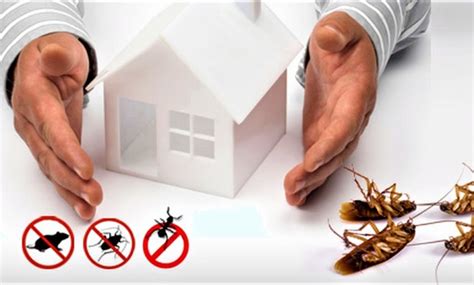 Control Pest With Effective Cockroach Control Services