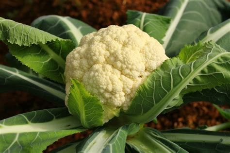 Growing Cauliflower Thriftyfun