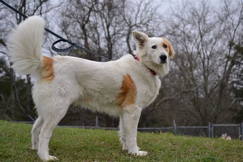Dog For Adoption Lindsey A Great Pyrenees And Border Collie Mix In