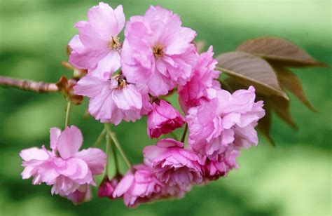 Japanese Flowering Cherry Prunus License Image 70185362 Lookphotos