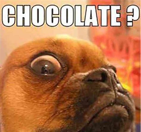 32 Most Delicious And Hilarious Quotes Memes To Celebrate National