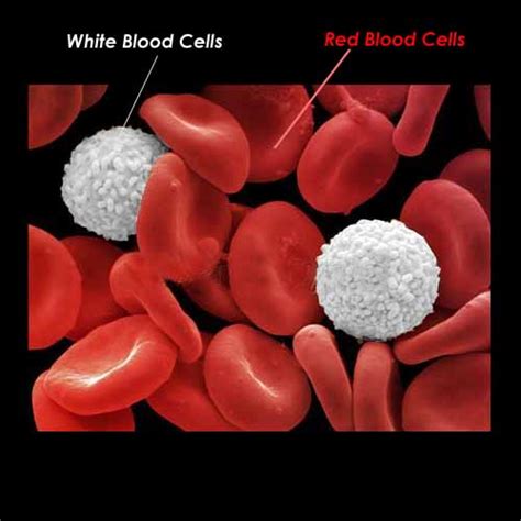 Function Of White Blood Cells What Are Wbc Health Zen A Healthy