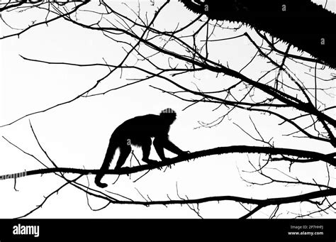 Una Silueta De Alto Contraste De Un Mono En Una Rama De Rbol En Costa