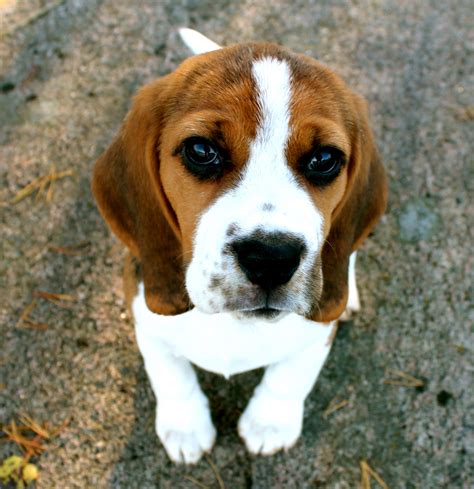Cutest Beagle Puppy Ever