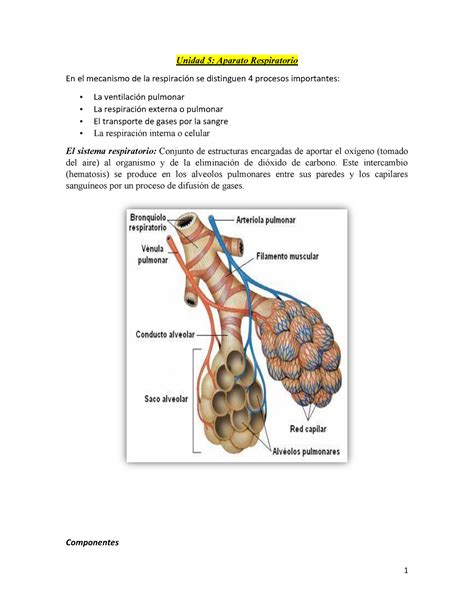 Aparato Respiratorio Resumen Gray S Anatomy For Students Unidad Aparato Respiratorio En