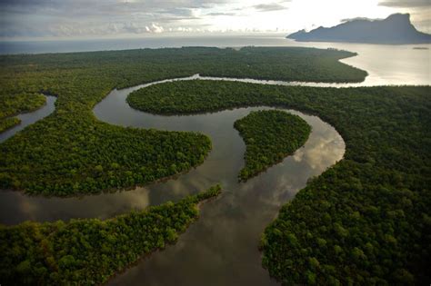 Observe the bizarre land walking fish, vividly colored kingfishers, eagles and often otters and dolphins. Aerial view of river and mangrove forest in the Sarawak ...