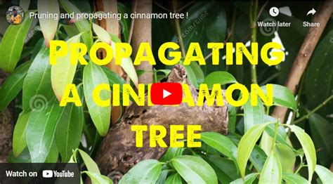 Beginners Guide How To Grow Cinnamon In Usa