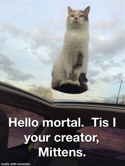 God Cat R Memes