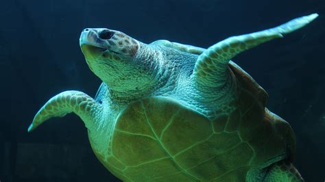 Green Sea Turtle Hd Wallpaper For Desktop And Mobiles 4k Ultra Hd Hd