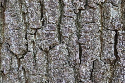 Close Up Surface Of Tree Bark In A Forest In High Resolution Stock