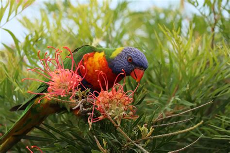 Rainbow Lorikeets Australian Wildlife