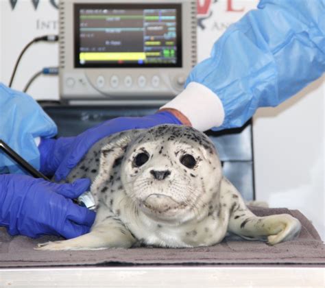 Marine Mammal Response World Vets To Improve The Quality Of Life Of