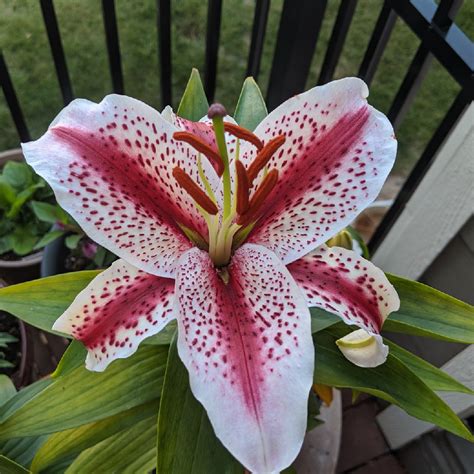 Lilium Tigerwoods Lily Tigerwoods Oriental In Gardentags Plant