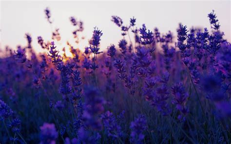 Bed Of Purple Petaled Flower Nature Flowers Landscape Lavender Hd