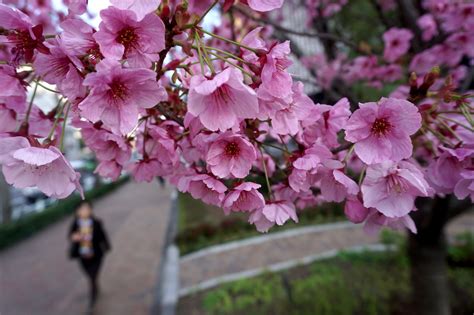 Japan Cherry Blossom Forecast 2021 When Where To Visit 697