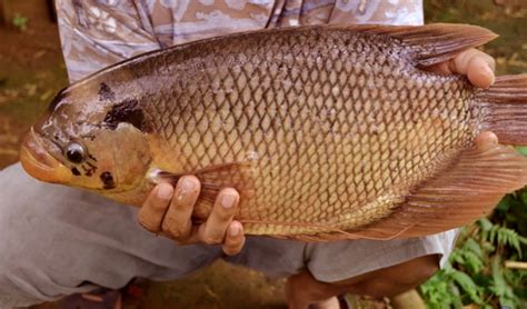 Cara menghilangkan kapalan dengan solasi cara menghilangkan mata ikan dengan bawang putih adalah dengan membuat pasta bawang putih. Tips dan Cara Hilangkan Bau Tanah dan Lumpur Pada Ikan ...