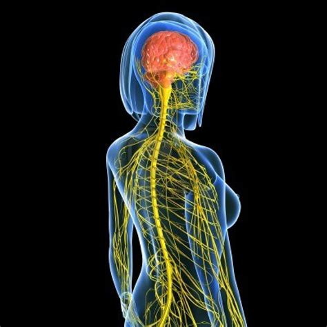 El sistema nervioso es el conjunto de órganos y estructuras formadas
