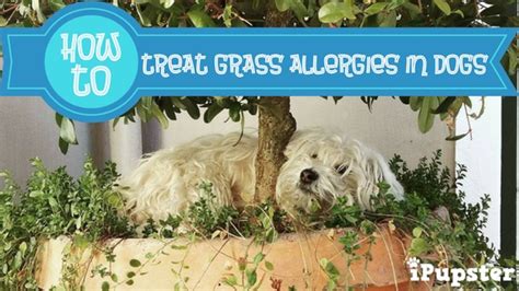 These Are The Most Effective Ways To Get Rid Of Grass Allergies In Dogs