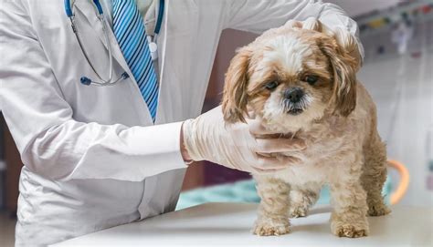 Insufficienza renale e ruolo dei reni. Alimentazione casalinga per cani con insufficienza renale