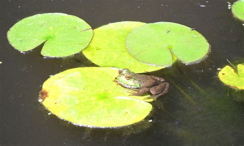 Frog On A Lily Pad Photograph By Melissa Dzierlatka