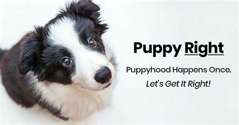 Take Our Free Puppy Right Course Today Jolly Paws Gazette