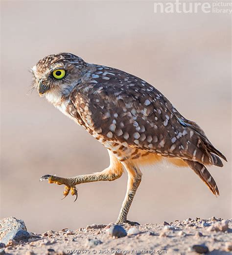 Nature Picture Library Burrowing Owl Athene Cunicularia Standing On