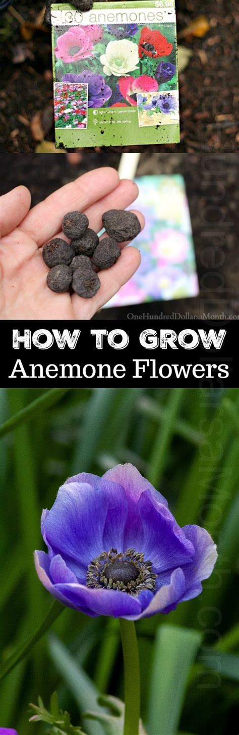 How To Grow Anemone Bulbs One Hundred Dollars A Month Anemone