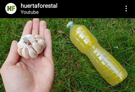 Cómo hacer un insecticida casero Huerta Forestal