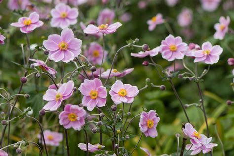 How To Plant And Grow Anemone Growing Guide Garden Lovers Club