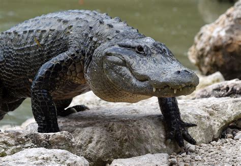 Florida Walmart Shoplifter Found With Two Dead Alligators In His Car