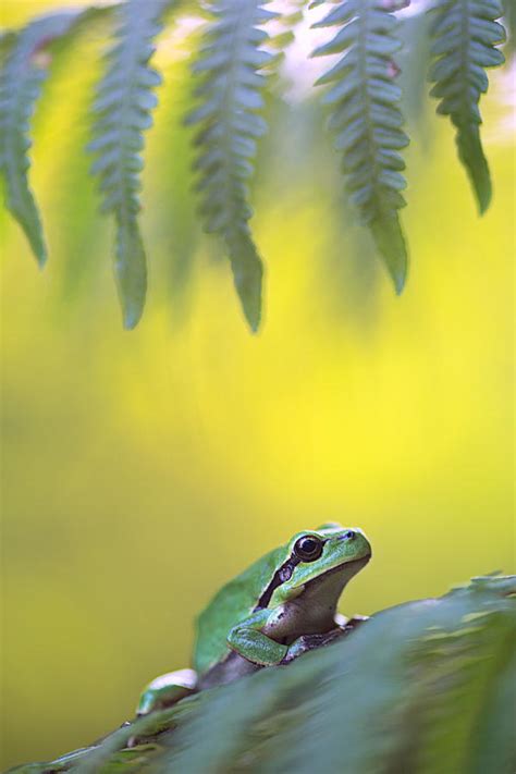 Tree Frog Hyla Arborea Photograph By Dirk Ercken Fine Art America
